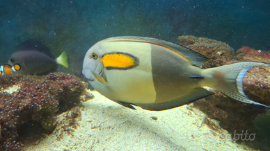 Pesci tropicali marino