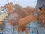 Immagine 2