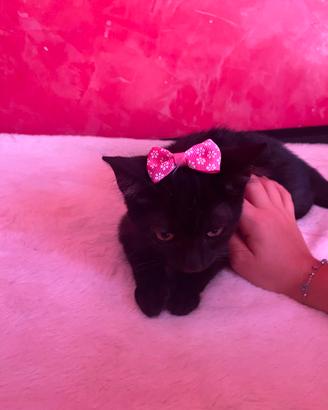 gattina 