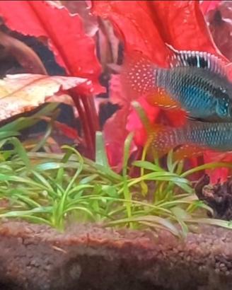 Ciclidi nani laetacara curviceps