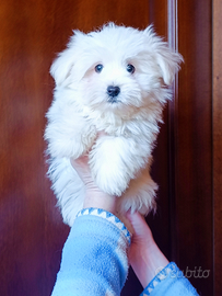 Allevamento Top della razza Maltese