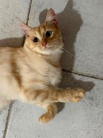 Gatto giallo arancione adozione