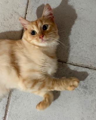 Gatto giallo arancione adozione