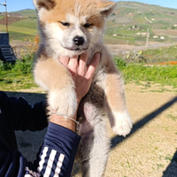 Cuccioli akita inu