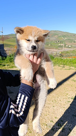 Cuccioli akita inu