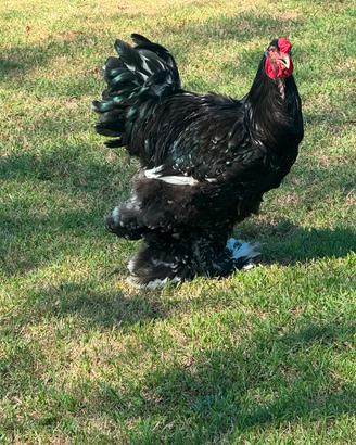 Galline Brahma millefiori