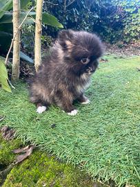 Cuccioli di spitz Pomerania