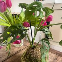 Pianta sospesa Kokedama monstera adansonii