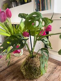 Pianta sospesa Kokedama monstera adansonii