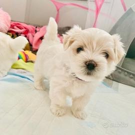 Cuccioli di maltese maschi e femmine