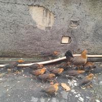 Galline ornamentali phoenix