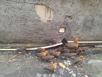 Galline ornamentali phoenix