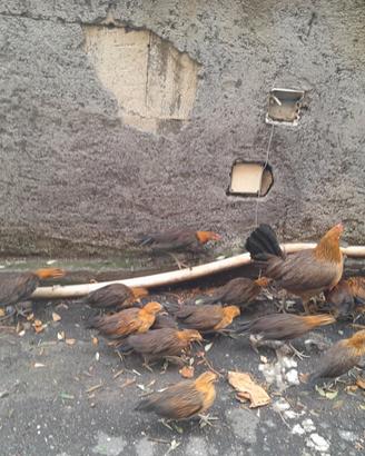 Galline ornamentali phoenix