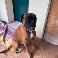 Boxer per accoppiamento