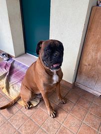 Boxer per accoppiamento