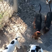 Vento cuccioli incrocio bigle