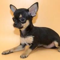 C.e.rco chihuahua femmina