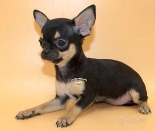 C.e.rco chihuahua femmina