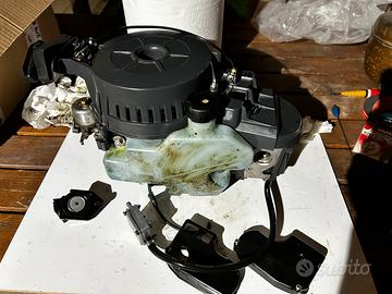 Selva sea bass SMONTATO