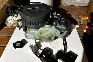 Selva sea bass SMONTATO