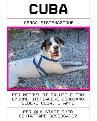 Annunci Animali - Regalo e regalo animali e cuccioli - Subito.it