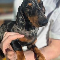 Bassotto arlecchino per accoppiamento