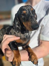 Bassotto arlecchino per accoppiamento