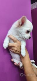 Chihuahua