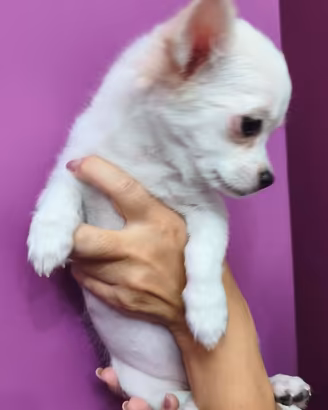 Chihuahua