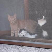 Dog/cat sitter, lavoro extra