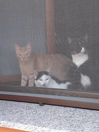 Dog/cat sitter, lavoro extra