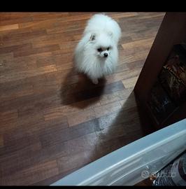 Spitz di pomerania x monta