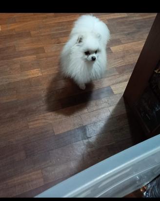 Spitz di pomerania x monta