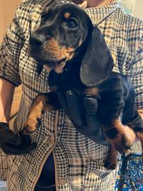 Bassotta nana femmina