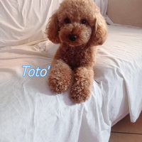 Toto' barboncino meraviglioso