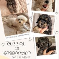 Cucciolo di Barboncino