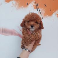 Barboncino mini toy maschio