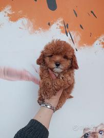 Barboncino mini toy maschio