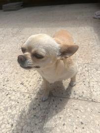 Chihuahua