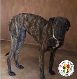 Femmina galga