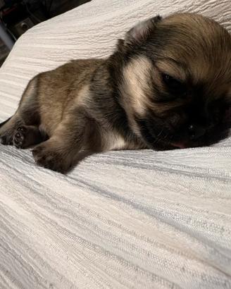 Cuccioli di chihuahua