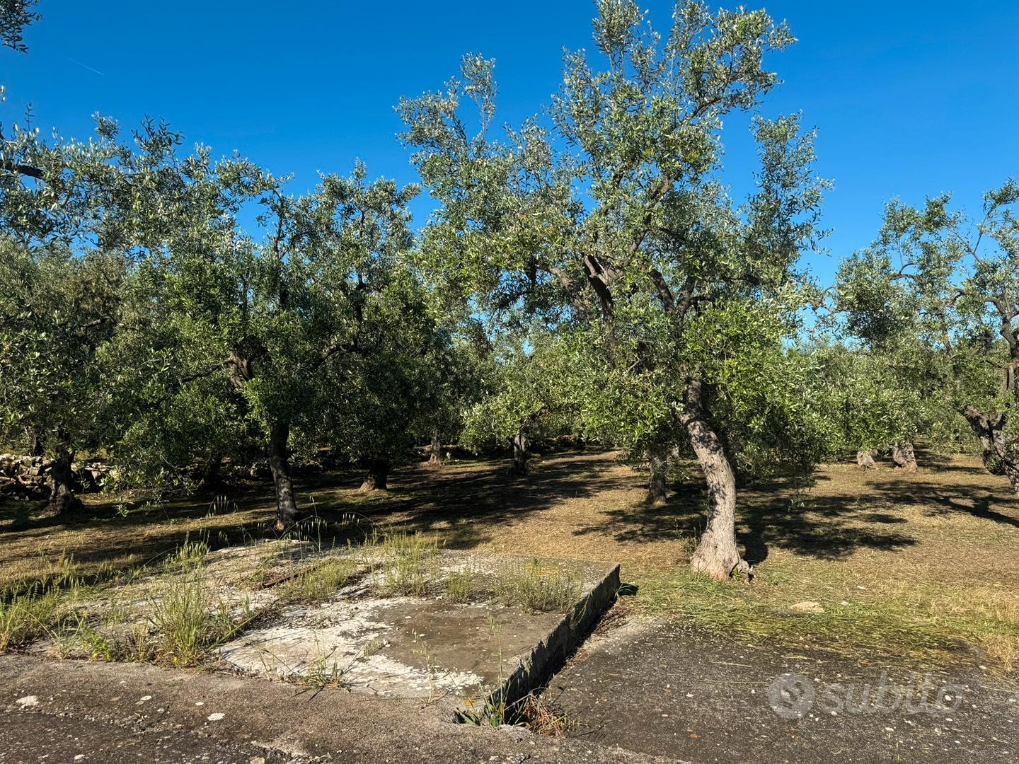 Terreno agricolo sp.88 tra giovinazzo/bitonto - Altro