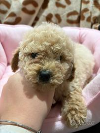 Barboncino toy e mini toy red