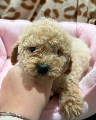 Barboncino toy e mini toy red