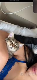 Gatto persiano