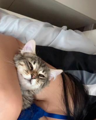 Gatto persiano