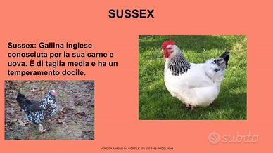 Galline ornamentali sussex