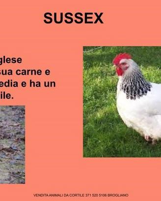 Galline ornamentali sussex