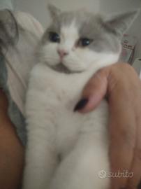 Brithish Shorthair femmina