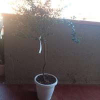 Albero di Limone Caviale 